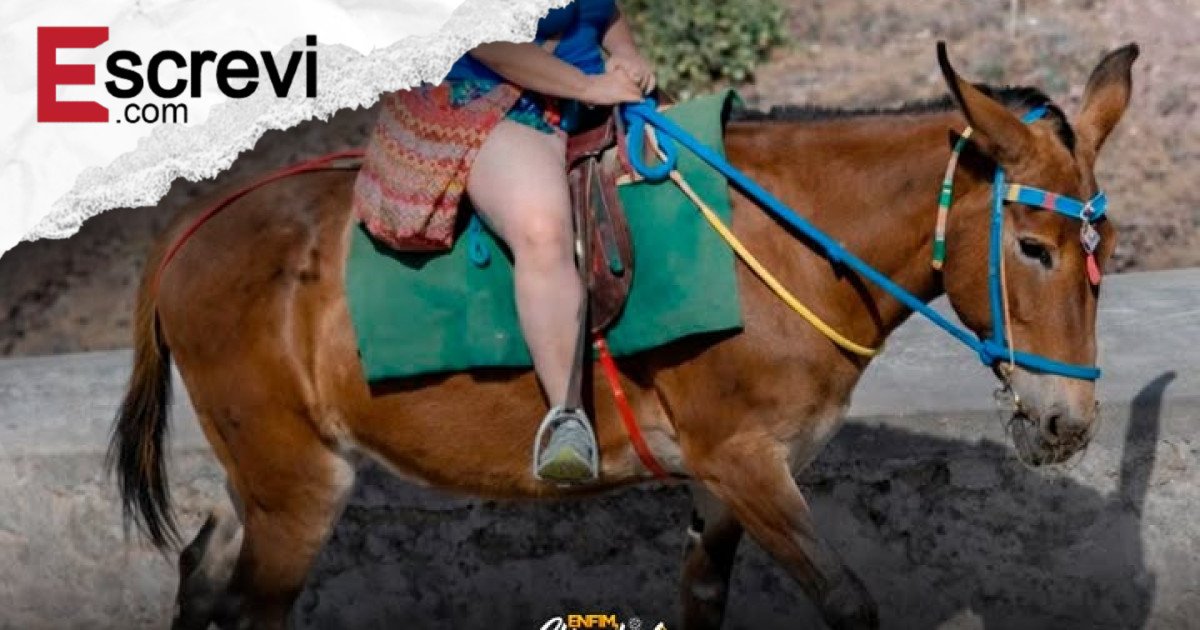 Santorini adota regras rígidas para proteger burros de trabalho e promover turismo mais ético imagem principal