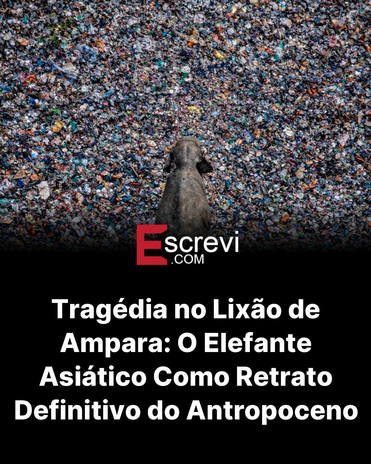 Tragédia no Lixão de Ampara: O Elefante Asiático Como Retrato Definitivo do Antropoceno card preto