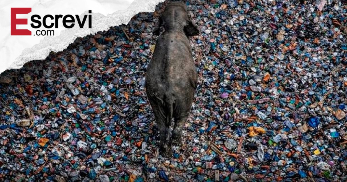 Tragédia no Lixão de Ampara: O Elefante Asiático Como Retrato Definitivo do Antropoceno imagem principal