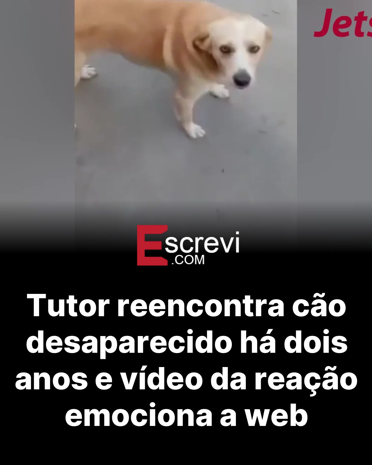 Tutor reencontra cão desaparecido há dois anos e vídeo da reação emociona a web card preto