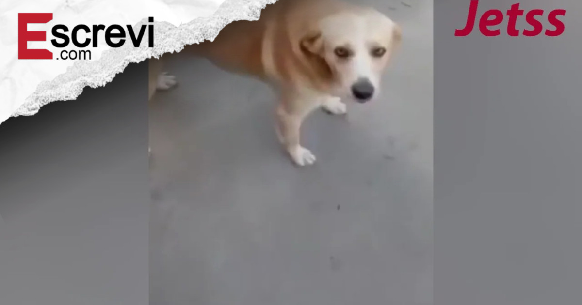 Tutor reencontra cão desaparecido há dois anos e vídeo da reação emociona a web imagem principal