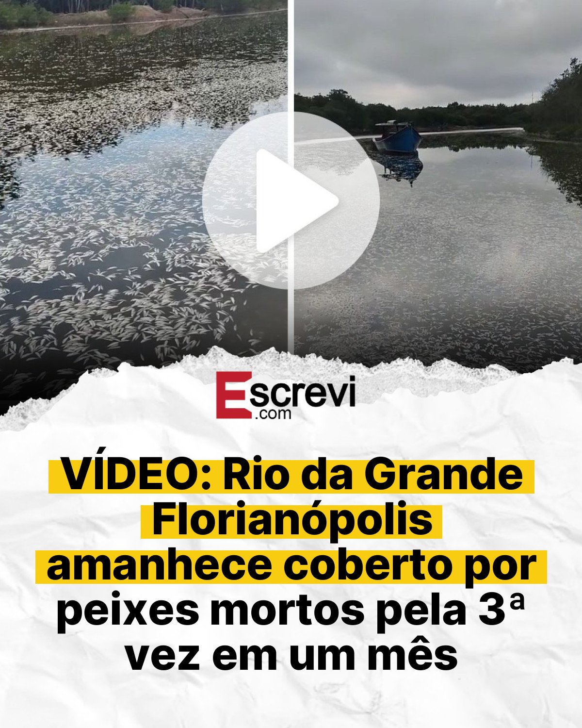 VÍDEO: Rio da Grande Florianópolis amanhece coberto por peixes mortos pela 3ª vez em um mês card branco