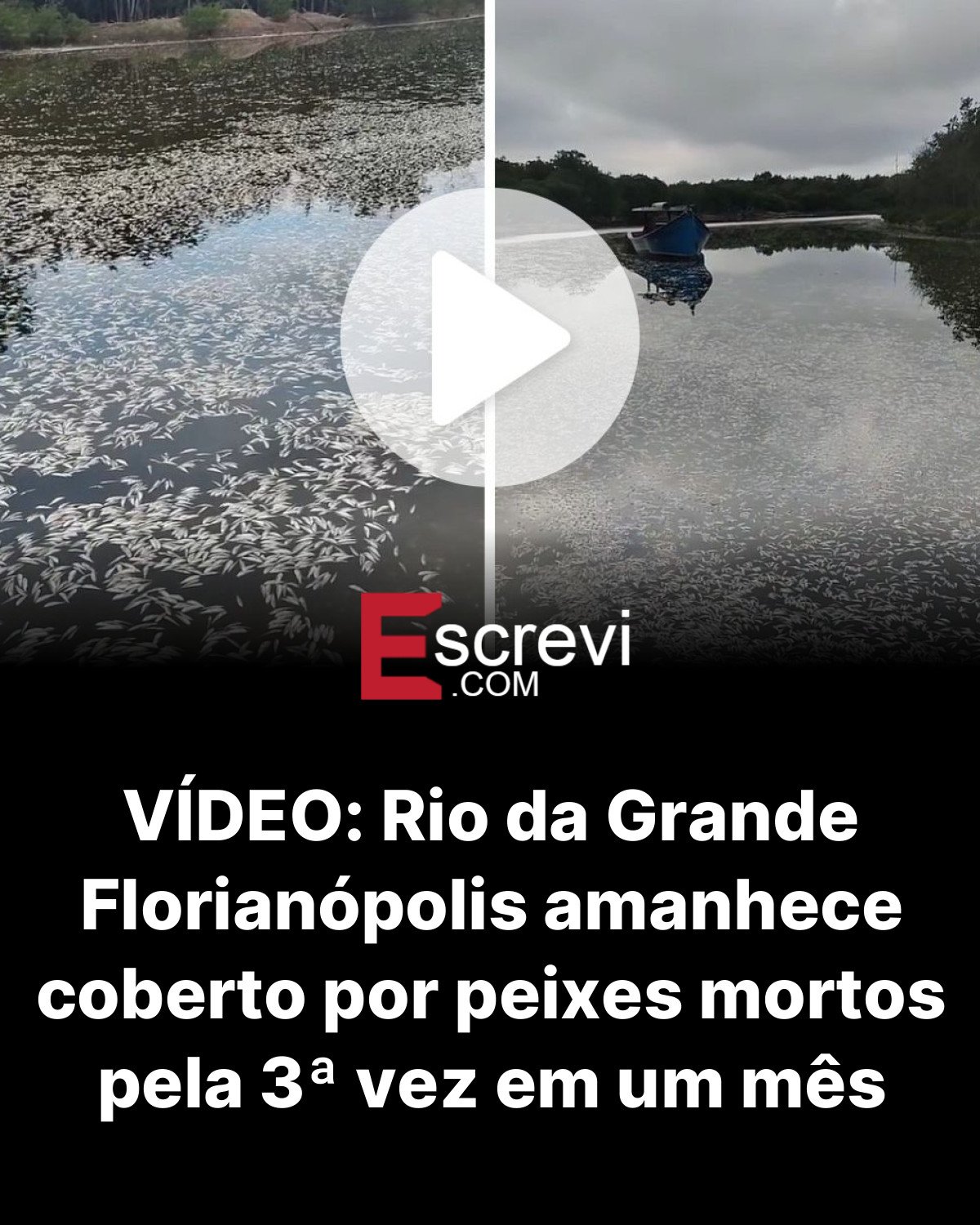 VÍDEO: Rio da Grande Florianópolis amanhece coberto por peixes mortos pela 3ª vez em um mês card preto