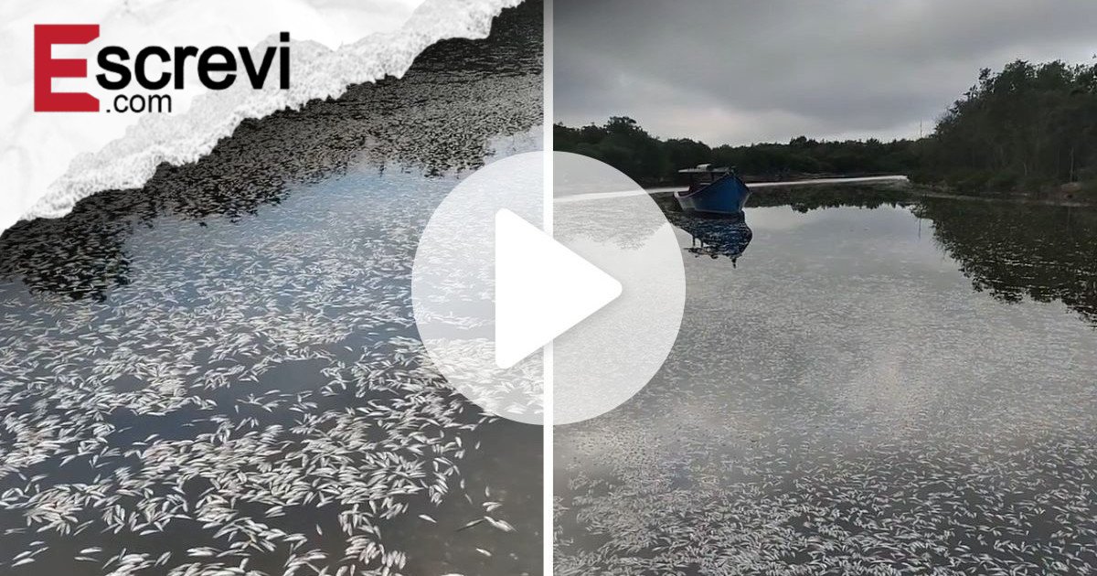 VÍDEO: Rio da Grande Florianópolis amanhece coberto por peixes mortos pela 3ª vez em um mês imagem principal