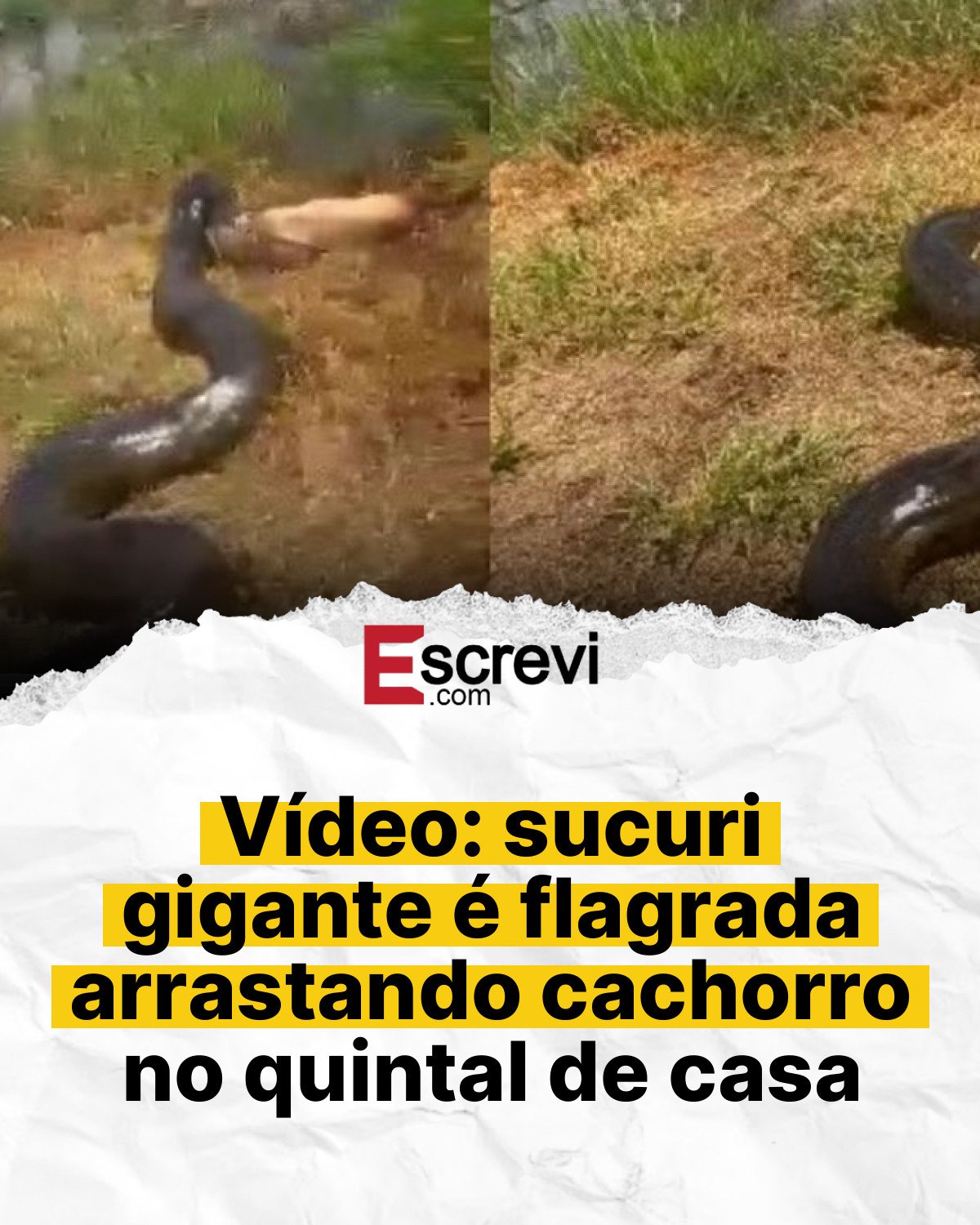 Vídeo: sucuri gigante é flagrada arrastando cachorro no quintal de casa card branco