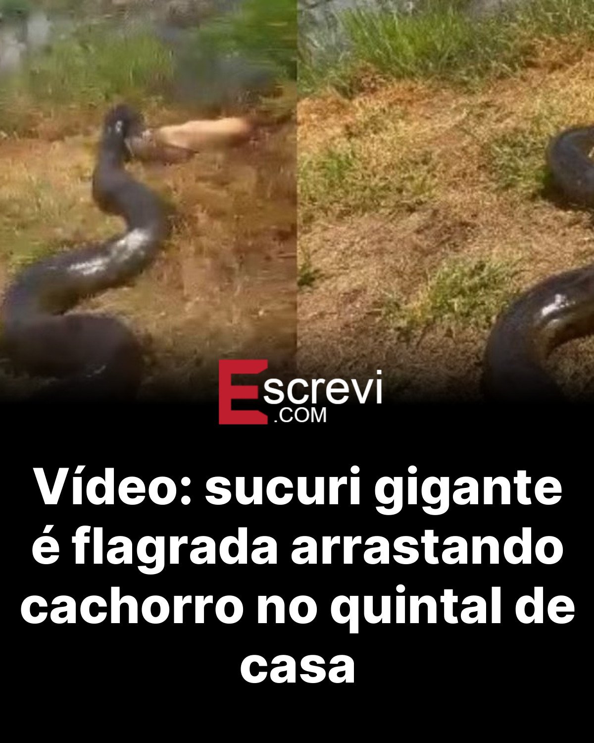 Vídeo: sucuri gigante é flagrada arrastando cachorro no quintal de casa card preto