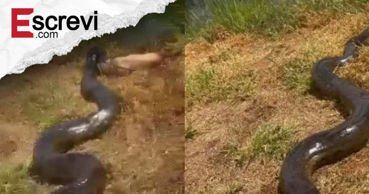 Vídeo: sucuri gigante é flagrada arrastando cachorro no quintal de casa imagem principal