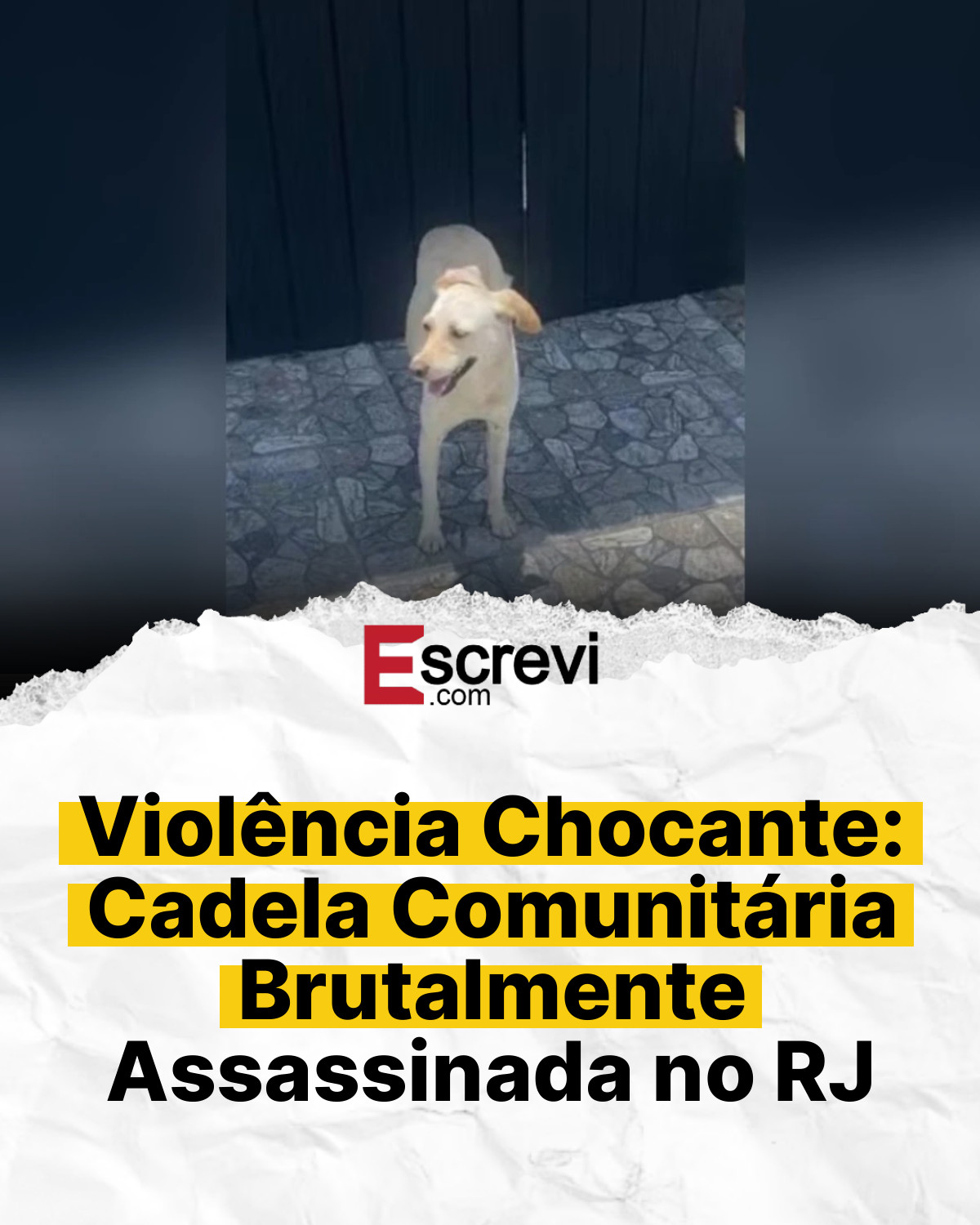 Violência Chocante: Cadela Comunitária Brutalmente Assassinada no RJ card branco