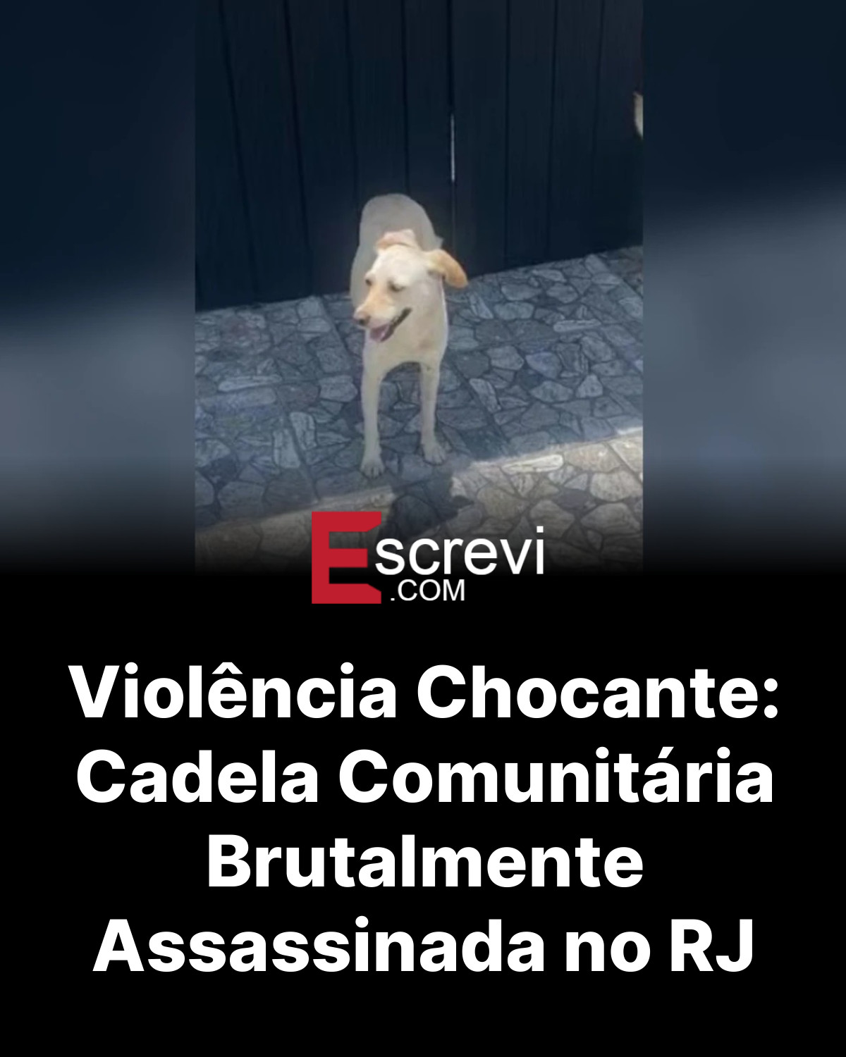 Violência Chocante: Cadela Comunitária Brutalmente Assassinada no RJ card preto