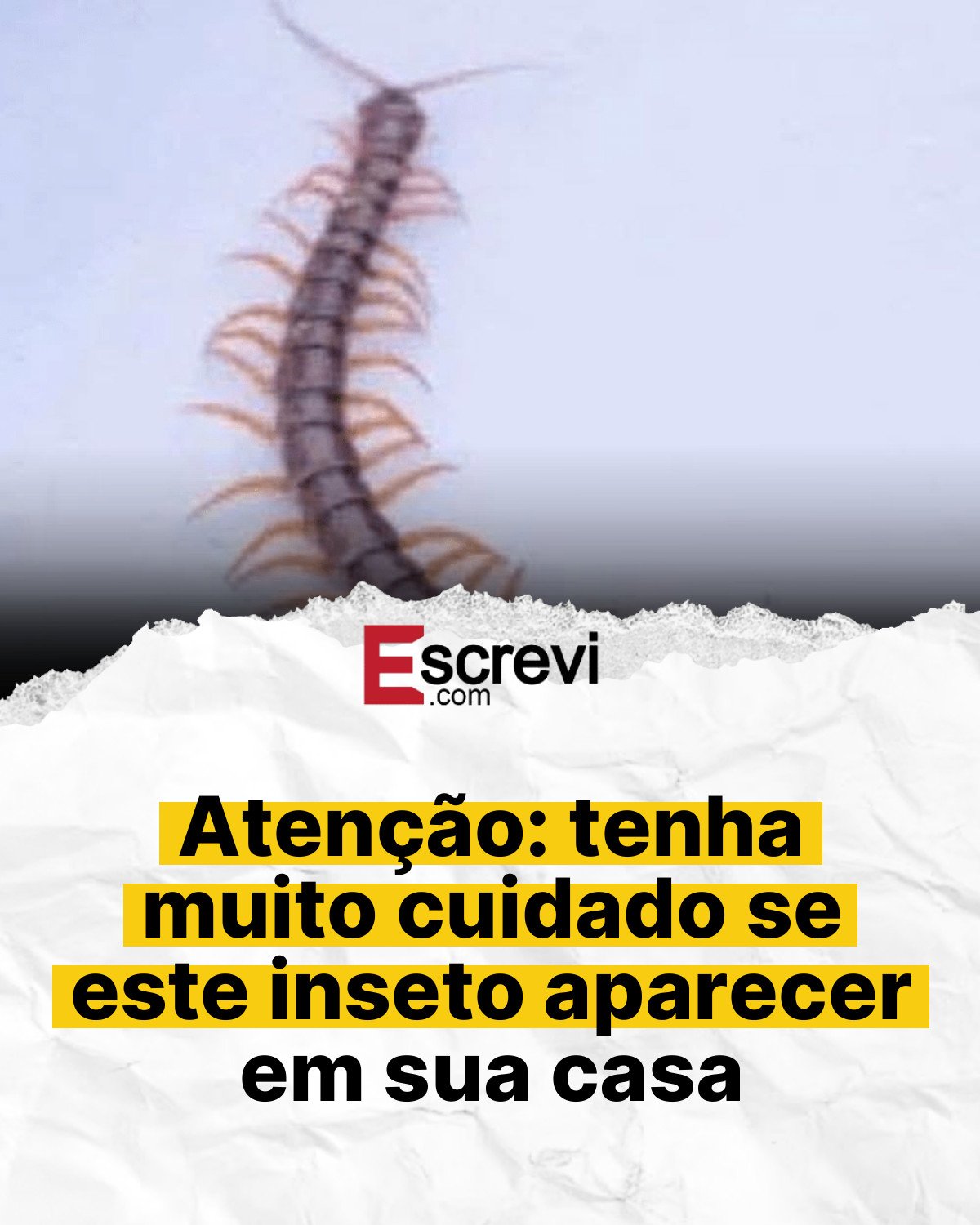 Atenção: tenha muito cuidado se este inseto aparecer em sua casa card branco