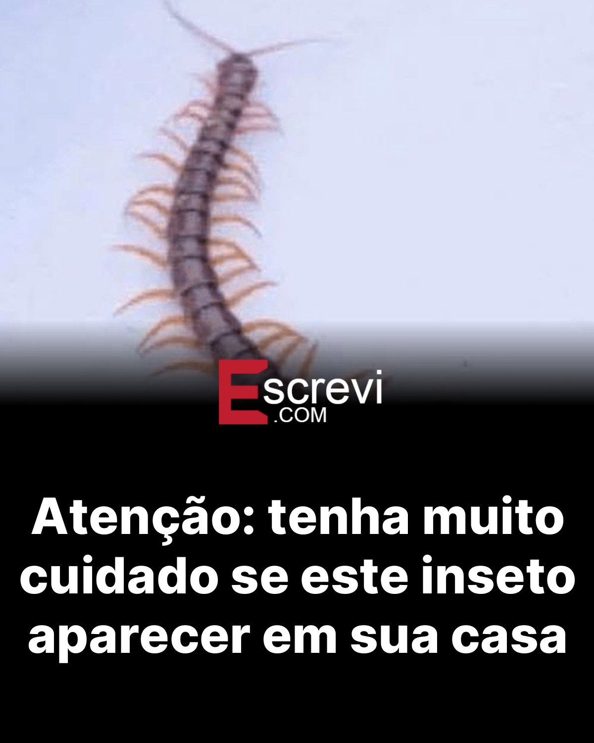 Atenção: tenha muito cuidado se este inseto aparecer em sua casa card preto