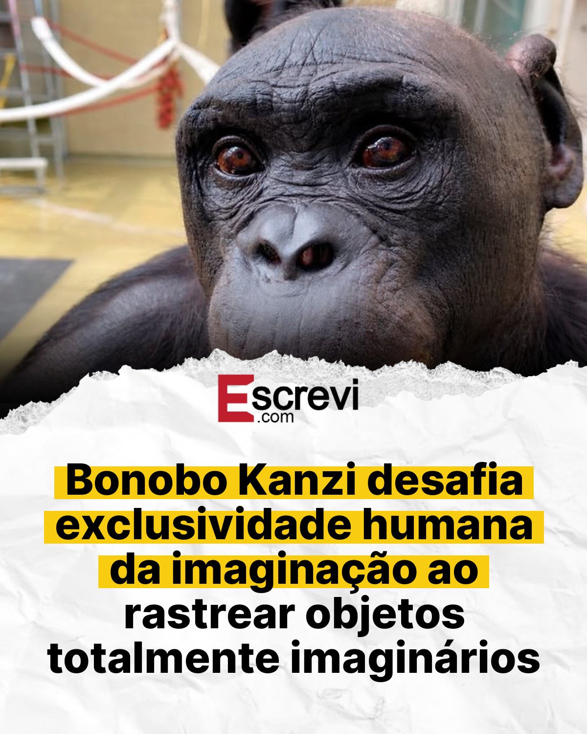 Bonobo Kanzi desafia exclusividade humana da imaginação ao rastrear objetos totalmente imaginários card branco