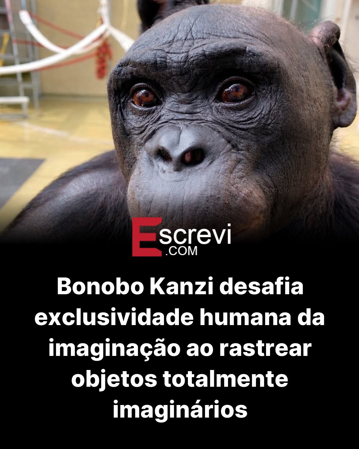 Bonobo Kanzi desafia exclusividade humana da imaginação ao rastrear objetos totalmente imaginários card preto
