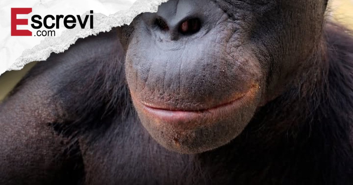 Bonobo Kanzi desafia exclusividade humana da imaginação ao rastrear objetos totalmente imaginários imagem principal