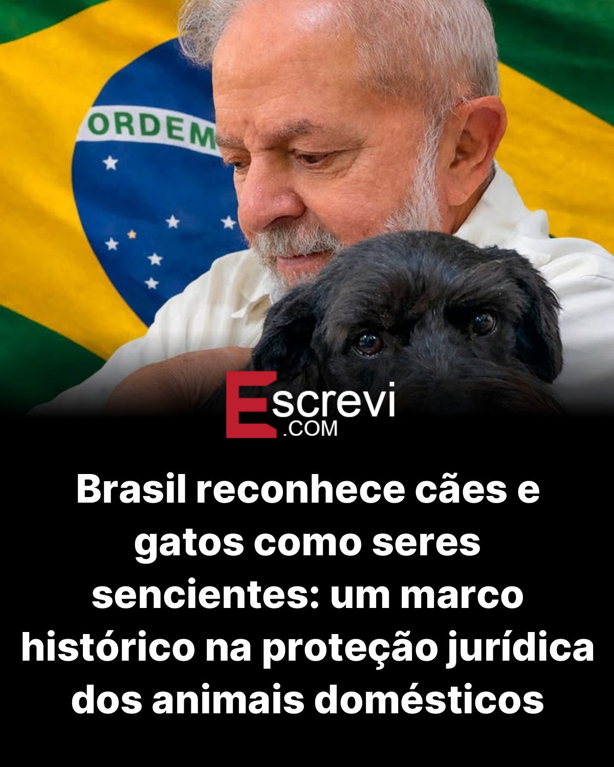 Brasil reconhece cães e gatos como seres sencientes: um marco histórico na proteção jurídica dos animais domésticos card preto