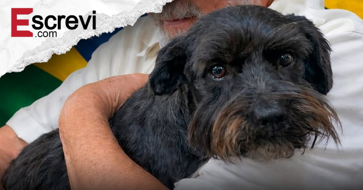 Brasil reconhece cães e gatos como seres sencientes: um marco histórico na proteção jurídica dos animais domésticos imagem principal