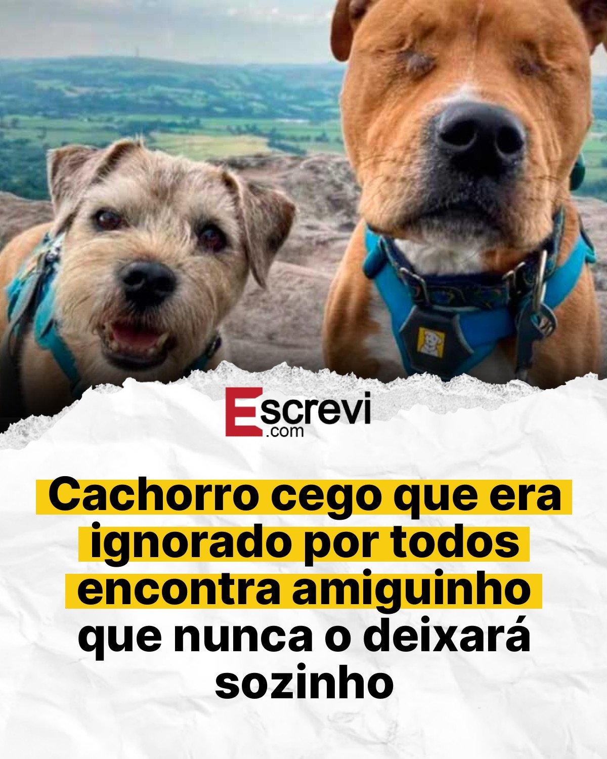 Cachorro cego que era ignorado por todos encontra amiguinho que nunca o deixará sozinho card branco