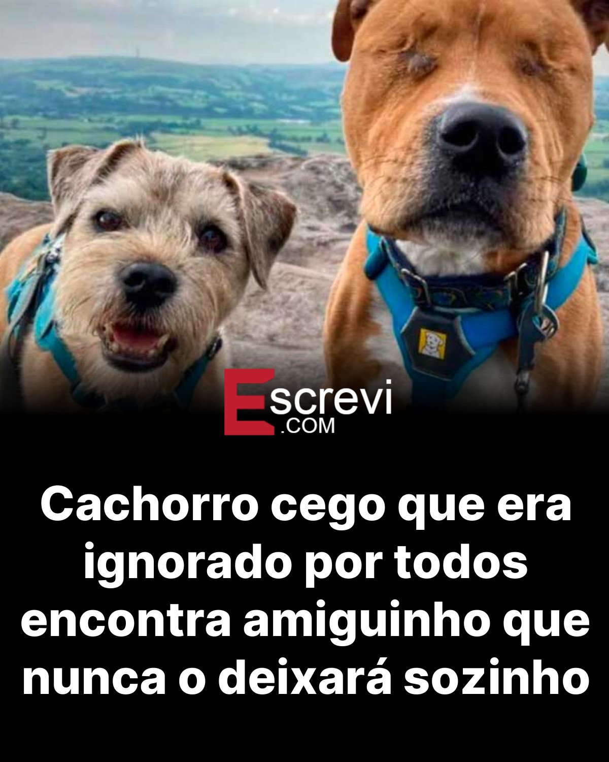 Cachorro cego que era ignorado por todos encontra amiguinho que nunca o deixará sozinho card preto
