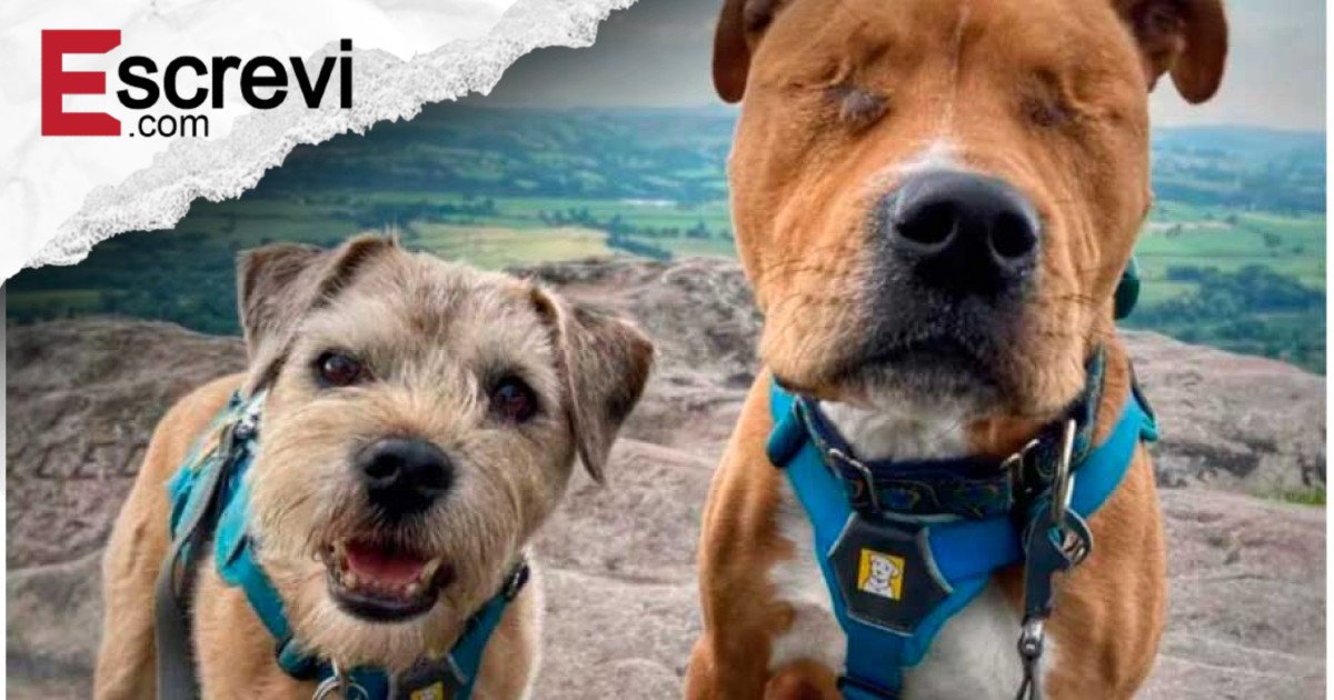 Cachorro cego que era ignorado por todos encontra amiguinho que nunca o deixará sozinho imagem principal