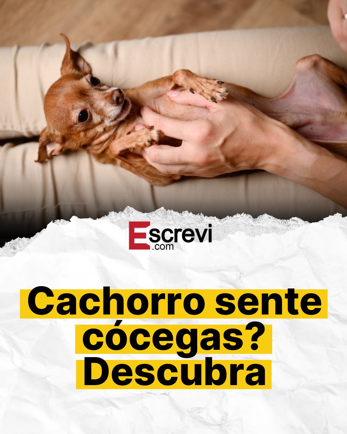 Cachorro sente cócegas? Descubra card branco