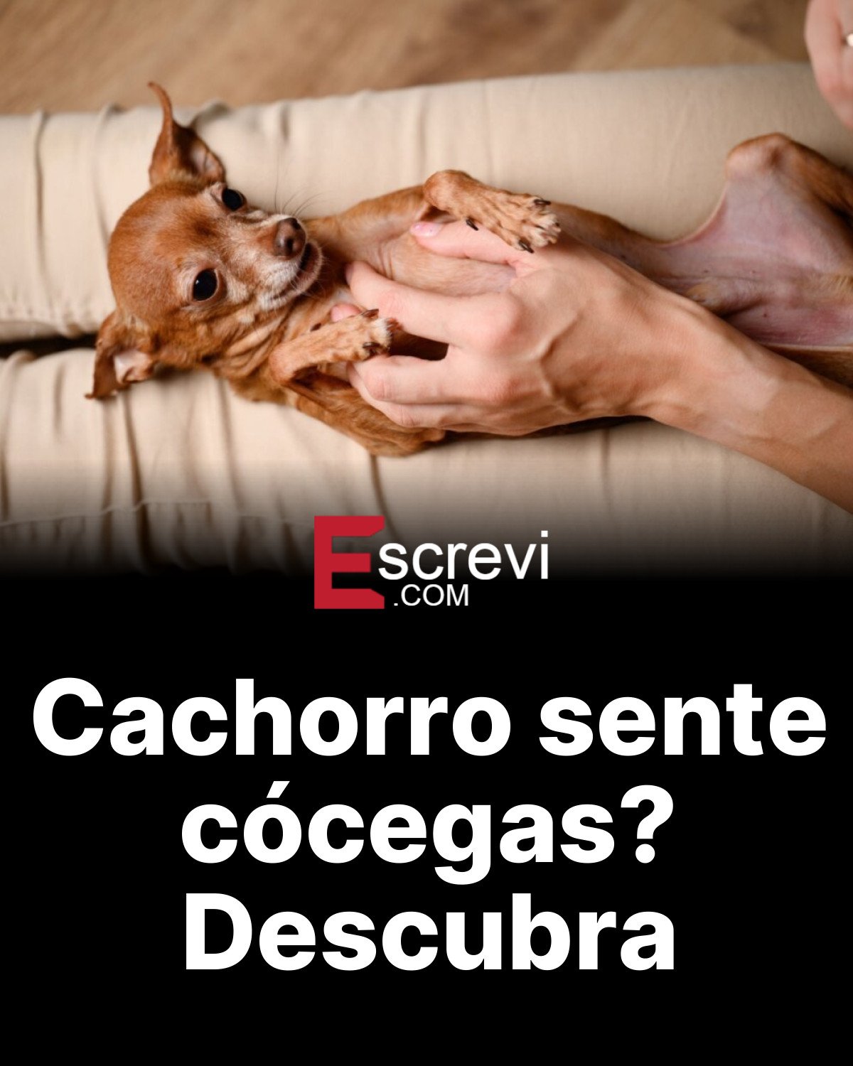 Cachorro sente cócegas? Descubra card preto