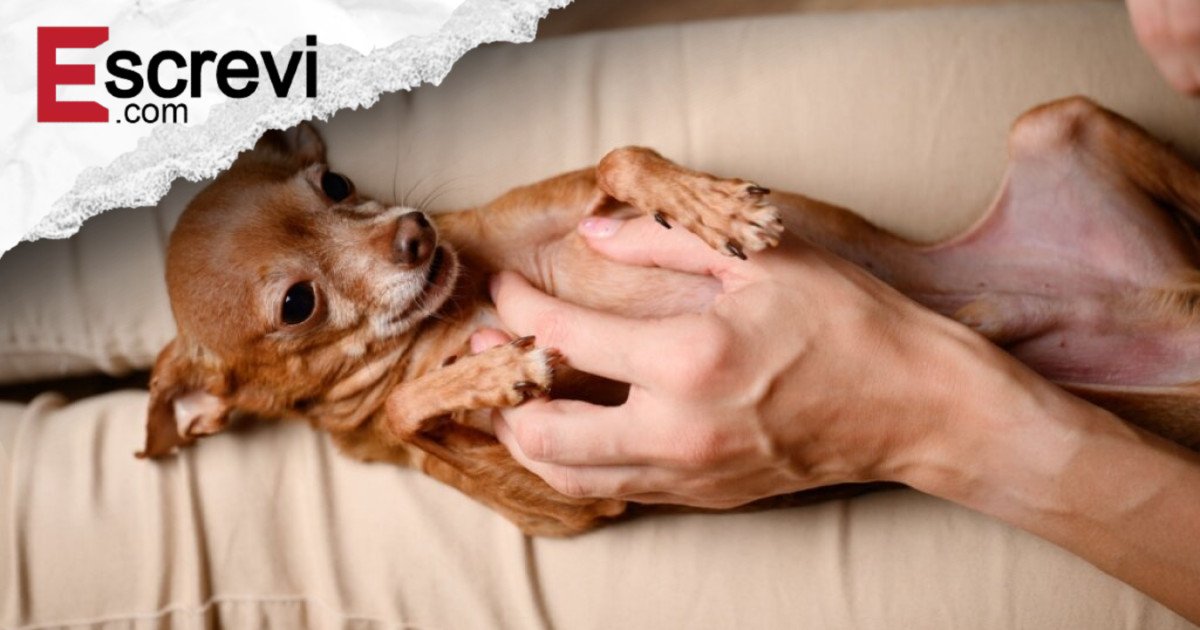 Cachorro sente cócegas? Descubra imagem principal