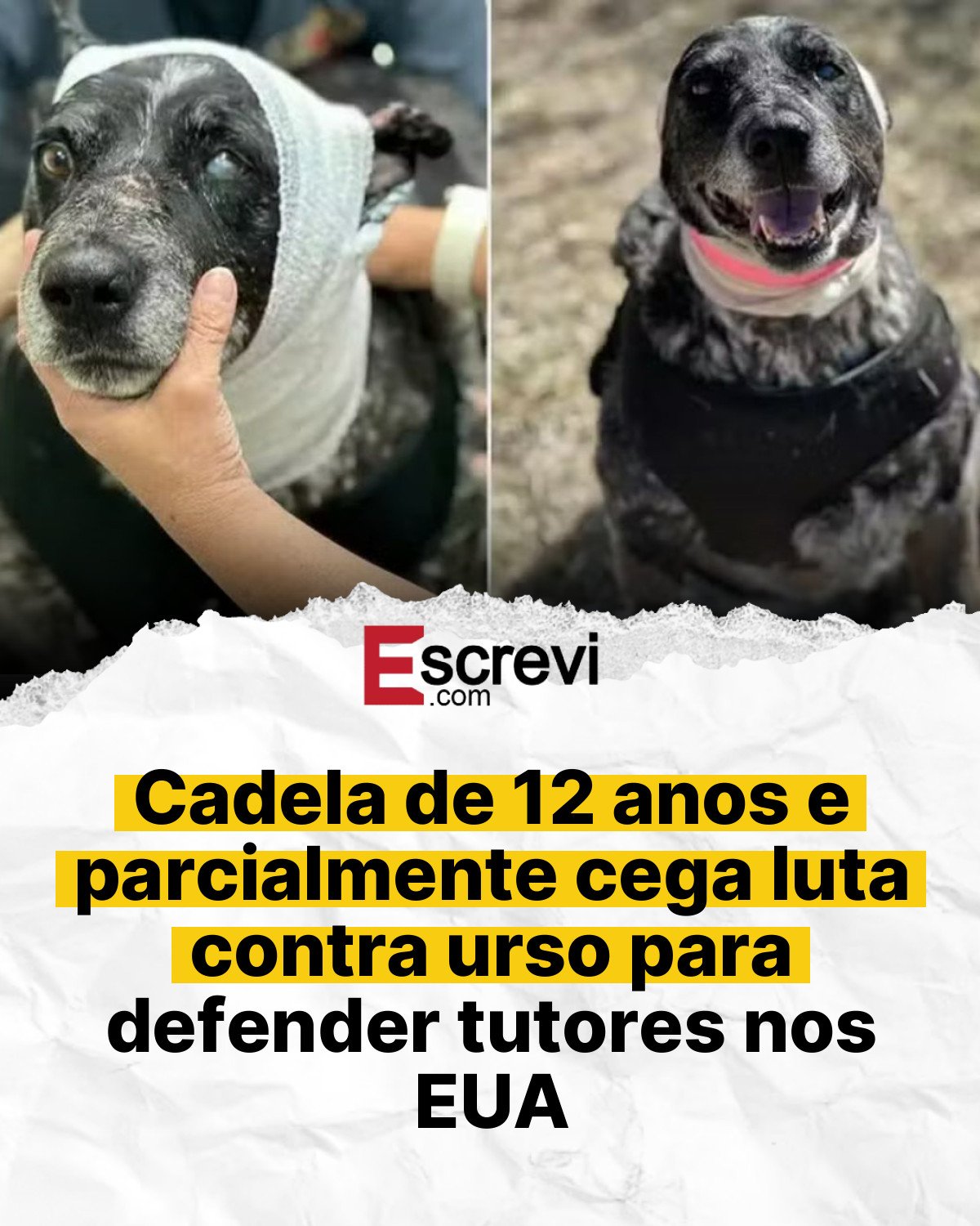 Cadela de 12 anos e parcialmente cega luta contra urso para defender tutores nos EUA card branco