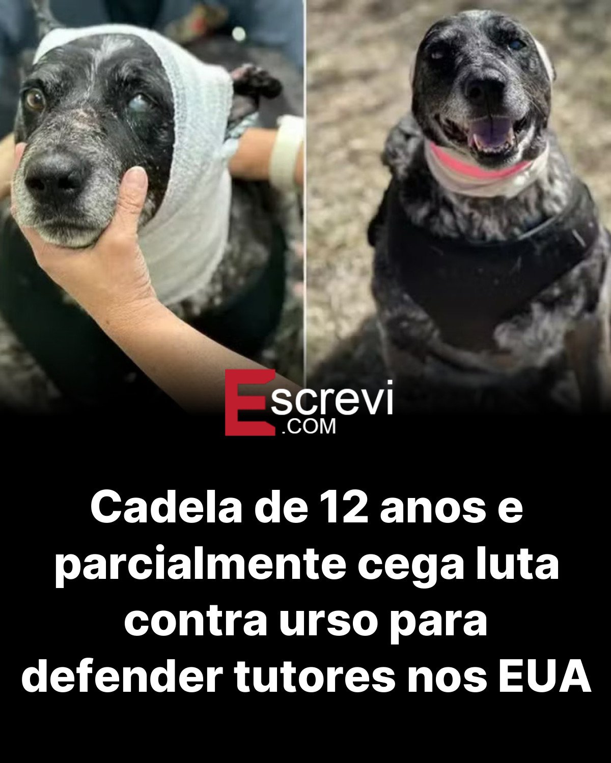 Cadela de 12 anos e parcialmente cega luta contra urso para defender tutores nos EUA card preto