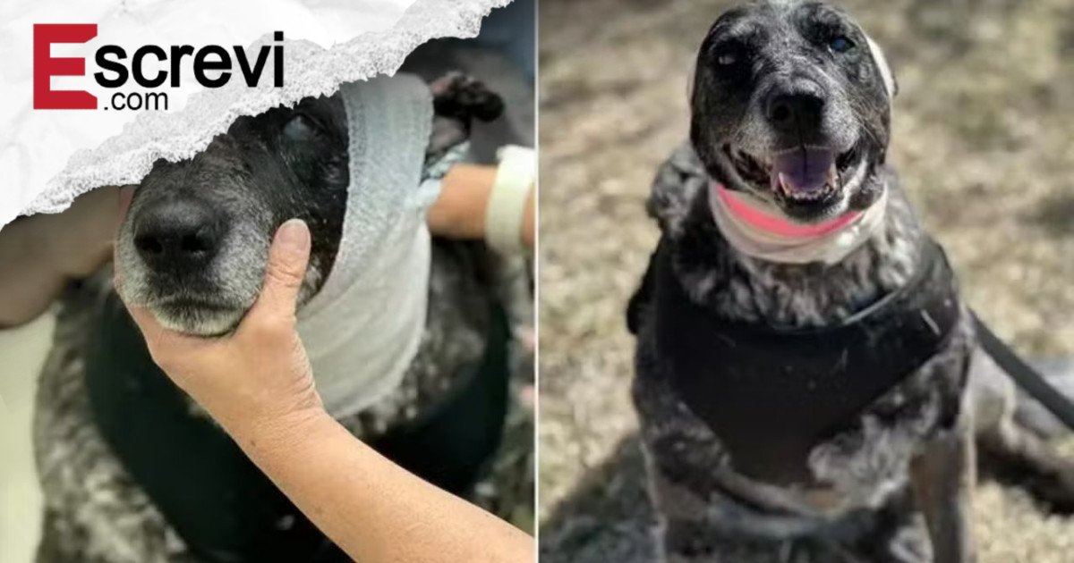 Cadela de 12 anos e parcialmente cega luta contra urso para defender tutores nos EUA imagem principal