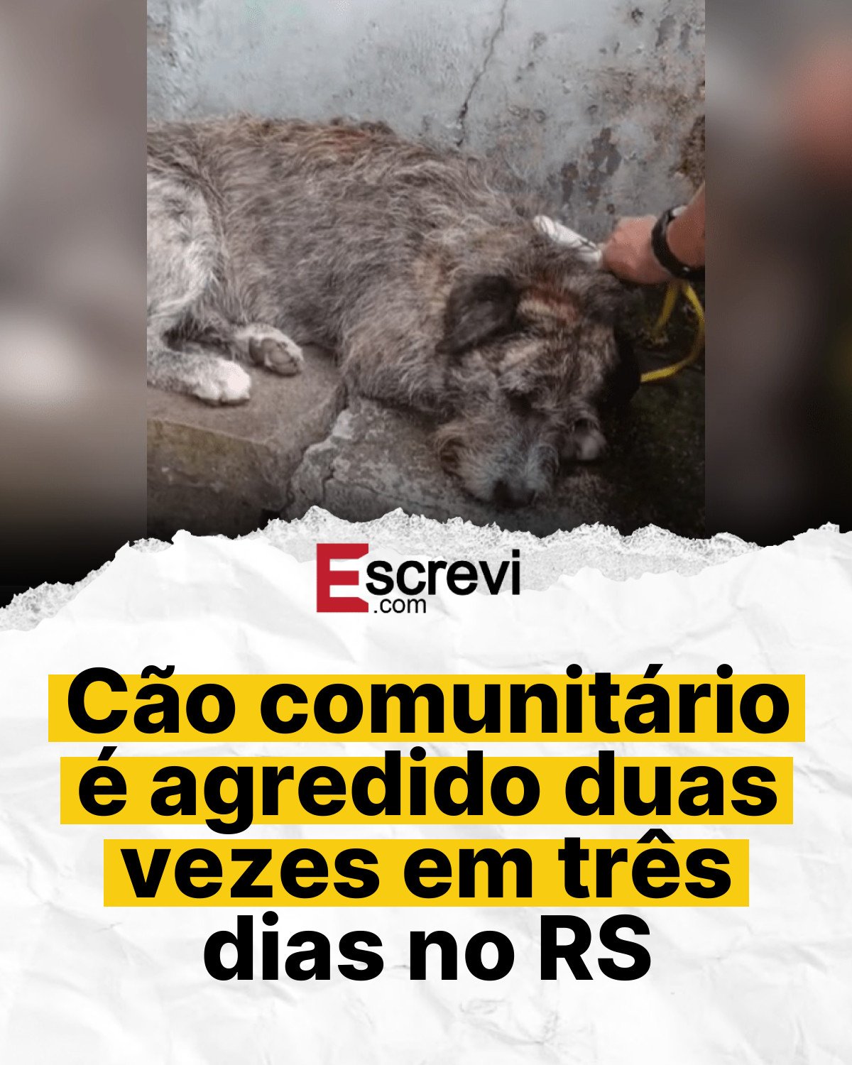 Cão comunitário é agredido duas vezes em três dias no RS card branco