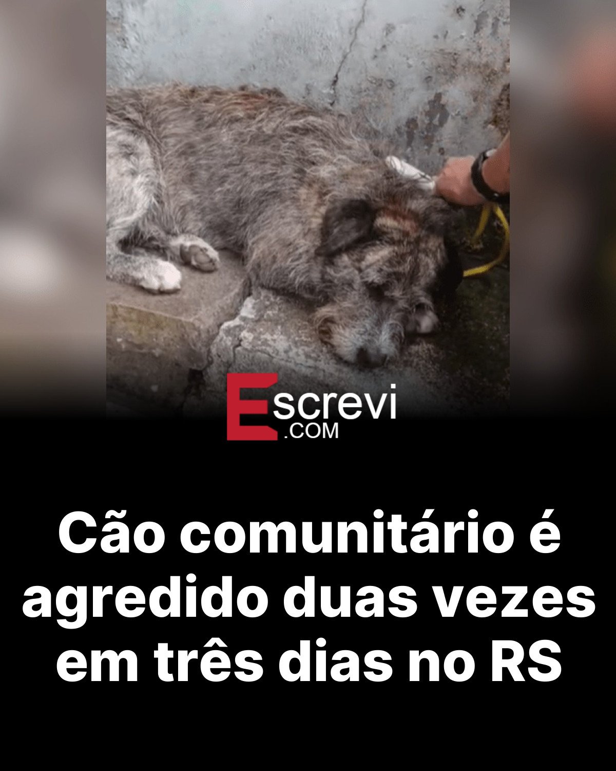 Cão comunitário é agredido duas vezes em três dias no RS card preto