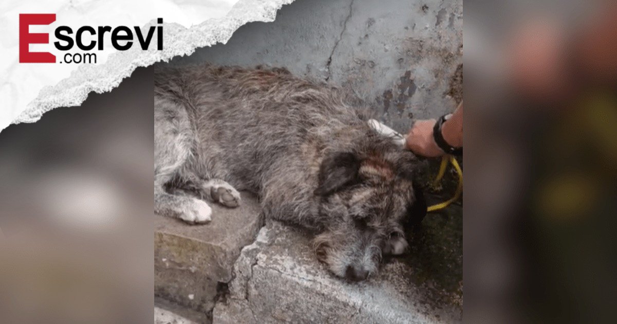 Cão comunitário é agredido duas vezes em três dias no RS imagem principal