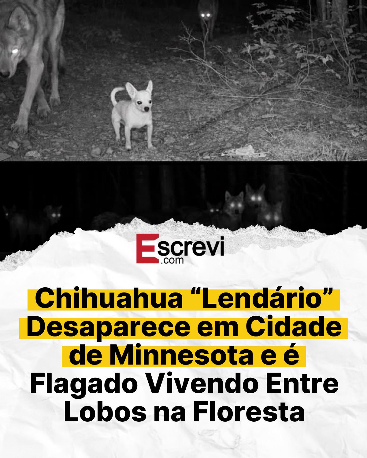 Chihuahua “Lendário” Desaparece em Cidade de Minnesota e é Flagado Vivendo Entre Lobos na Floresta card branco
