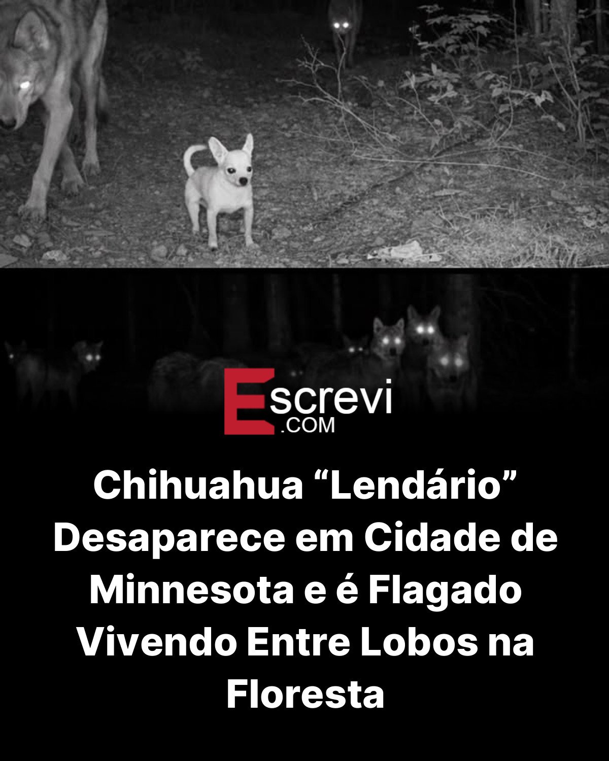 Chihuahua “Lendário” Desaparece em Cidade de Minnesota e é Flagado Vivendo Entre Lobos na Floresta card preto