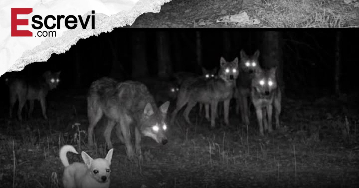 Chihuahua “Lendário” Desaparece em Cidade de Minnesota e é Flagado Vivendo Entre Lobos na Floresta imagem principal