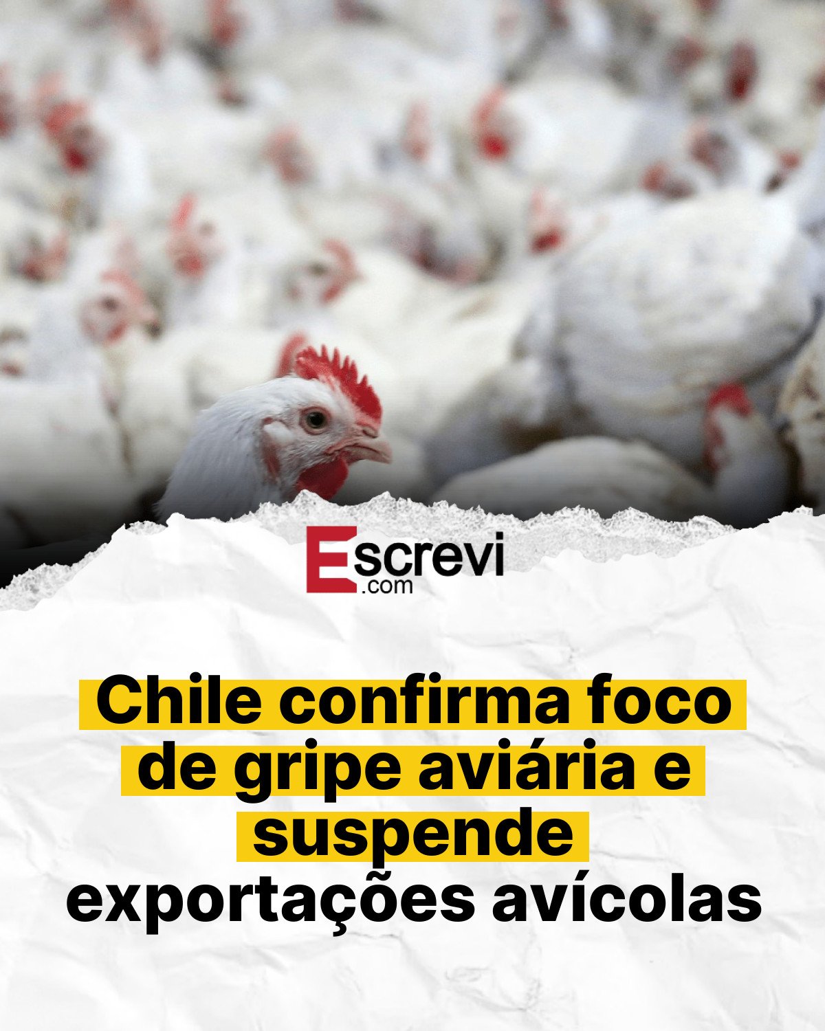 Chile confirma foco de gripe aviária e suspende exportações avícolas card branco