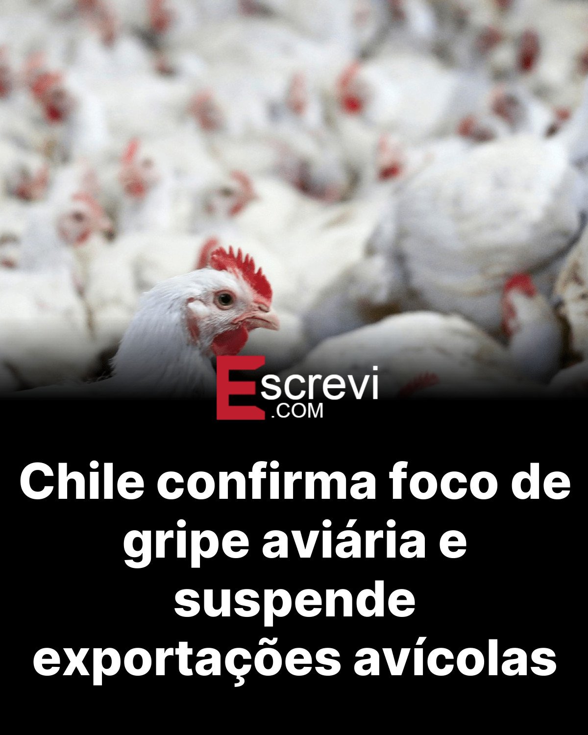 Chile confirma foco de gripe aviária e suspende exportações avícolas card preto