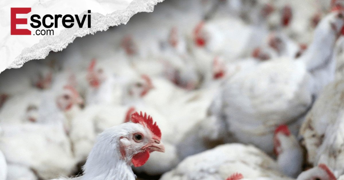 Chile confirma foco de gripe aviária e suspende exportações avícolas imagem principal