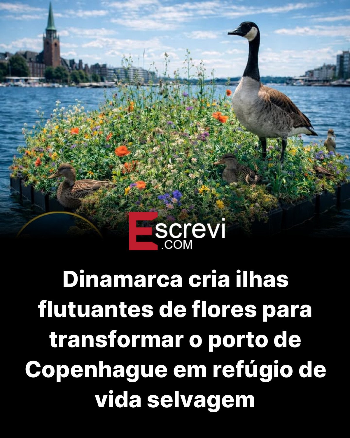 Dinamarca cria ilhas flutuantes de flores para transformar o porto de Copenhague em refúgio de vida selvagem card preto