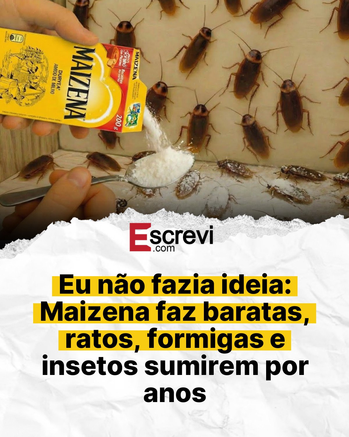 Eu não fazia ideia: Maizena faz baratas, ratos, formigas e insetos sumirem por anos card branco
