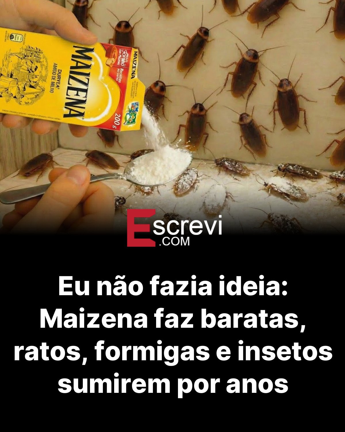 Eu não fazia ideia: Maizena faz baratas, ratos, formigas e insetos sumirem por anos card preto