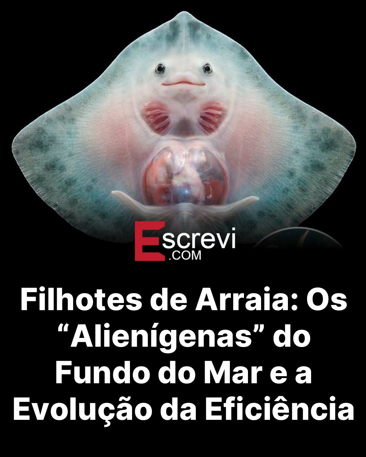 Filhotes de Arraia: Os “Alienígenas” do Fundo do Mar e a Evolução da Eficiência card preto