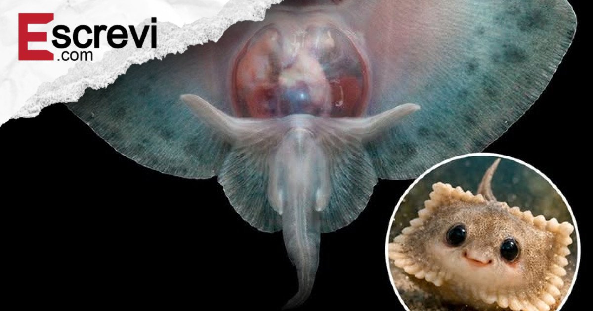 Filhotes de Arraia: Os “Alienígenas” do Fundo do Mar e a Evolução da Eficiência imagem principal