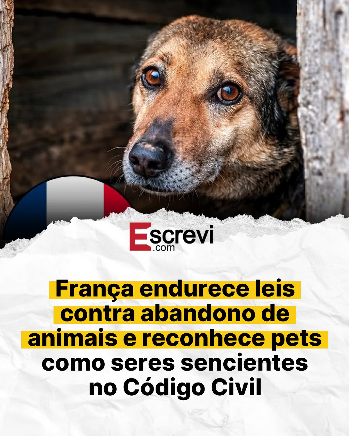 França endurece leis contra abandono de animais e reconhece pets como seres sencientes no Código Civil card branco
