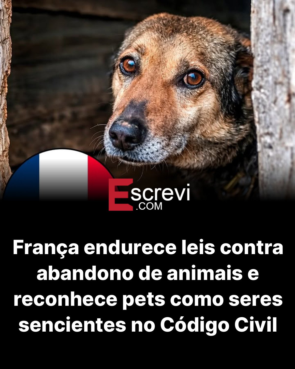 França endurece leis contra abandono de animais e reconhece pets como seres sencientes no Código Civil card preto