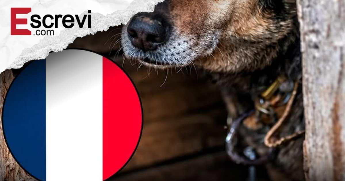 França endurece leis contra abandono de animais e reconhece pets como seres sencientes no Código Civil imagem principal