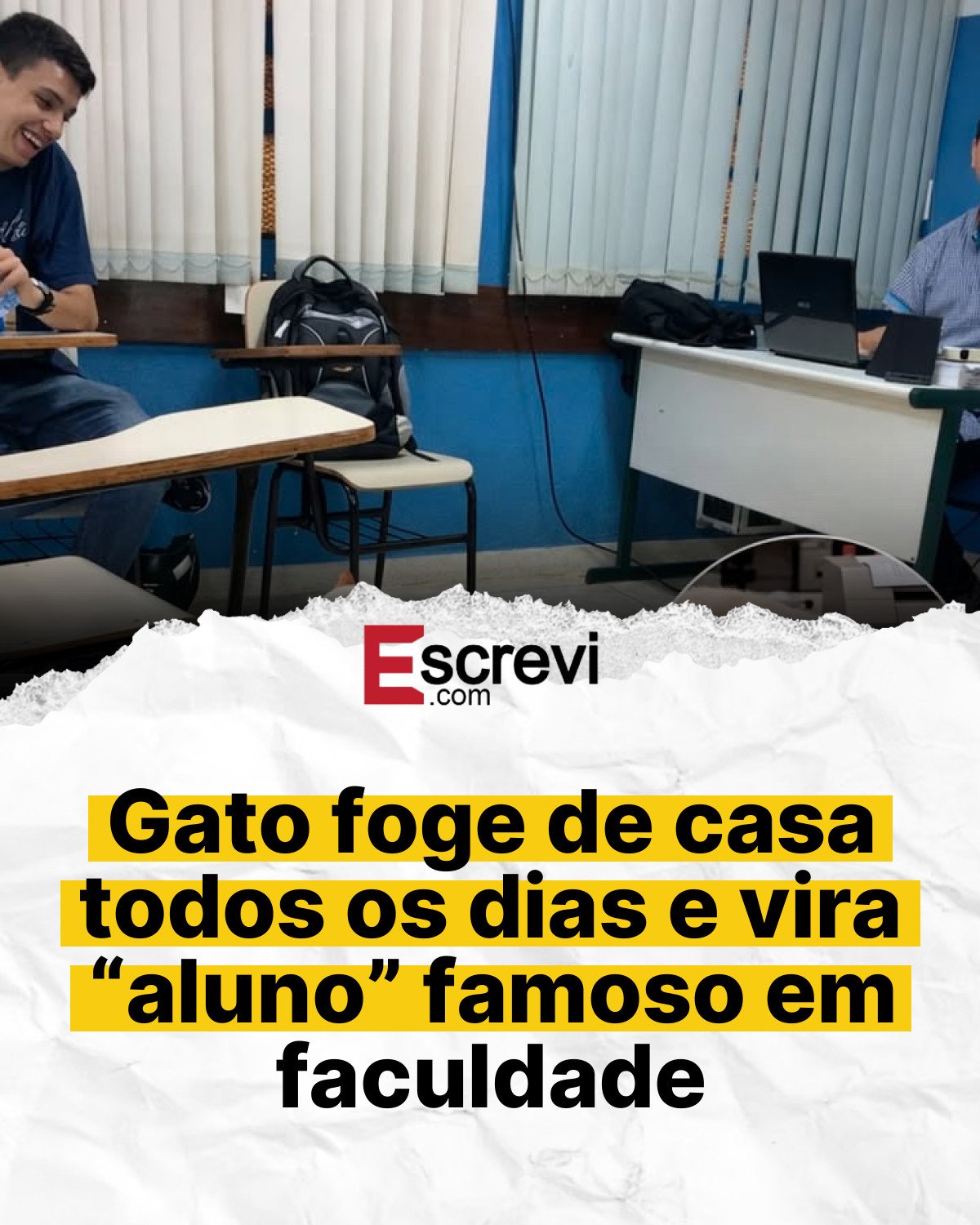 Gato foge de casa todos os dias e vira “aluno” famoso em faculdade card branco