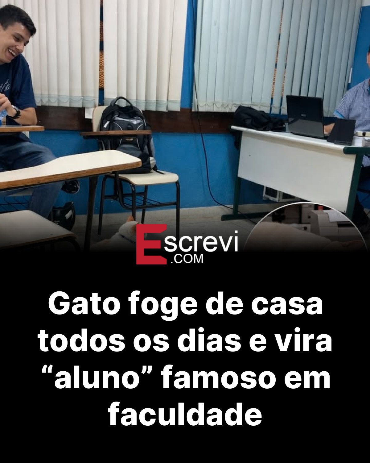 Gato foge de casa todos os dias e vira “aluno” famoso em faculdade card preto