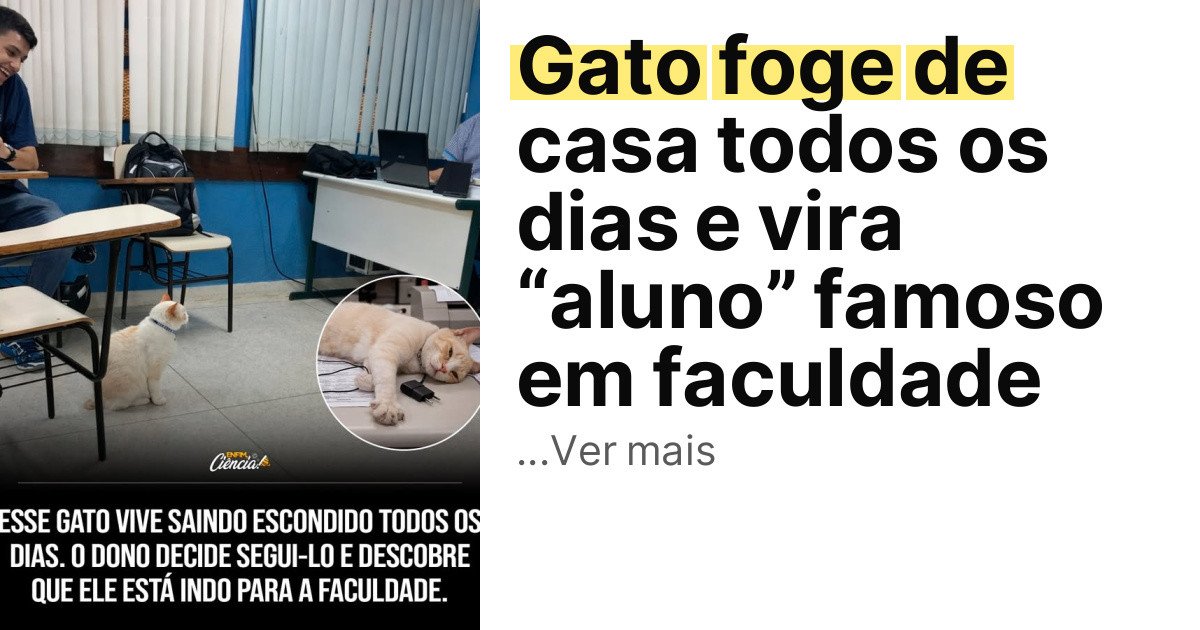 Gato foge de casa todos os dias e vira “aluno” famoso em faculdade imagem principal