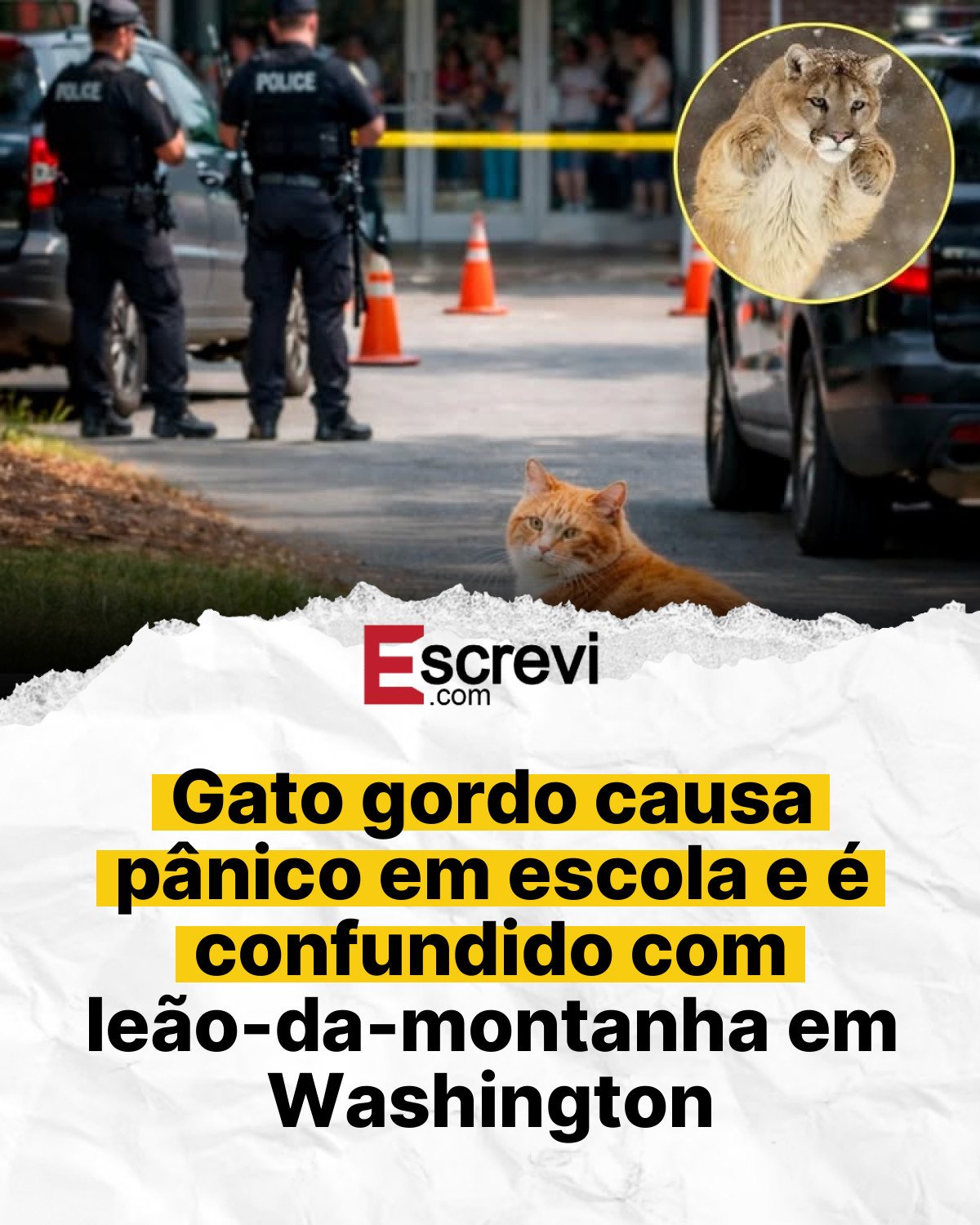 Gato gordo causa pânico em escola e é confundido com leão-da-montanha em Washington card branco